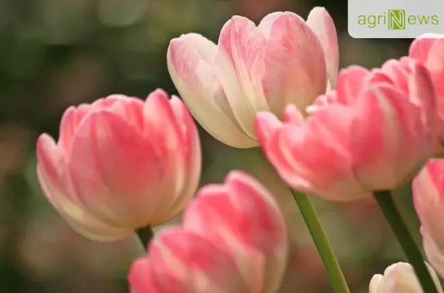 Phải đảm bảo củ tulip đủ nước để phát triển tốt nhất