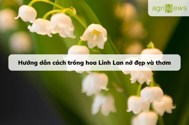 Hoa Linh Lan được coi là biểu tượng của sự may mắn