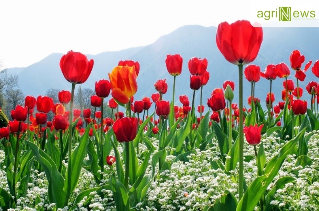 Nên chọn vị trí trồng hoa tulip có đủ nắng