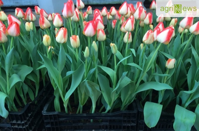 Trồng hoa tulip bằng củ là một trong những cách dễ thực hiện nhất