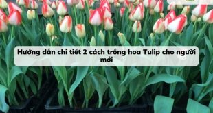 Hoa tulip là loại hoa nổi tiếng với sự phổ biến ở Hà Lan