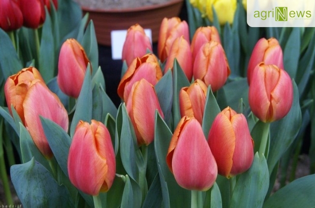 Cần chăm sóc tulip đúng cách để nở đúng dịp Tết