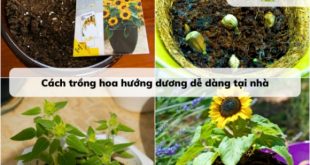 Cách trồng hoa hướng dương