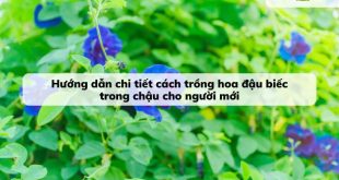 Bật mí chi tiết quy trình trồng hoa đậu biếc cho người mới