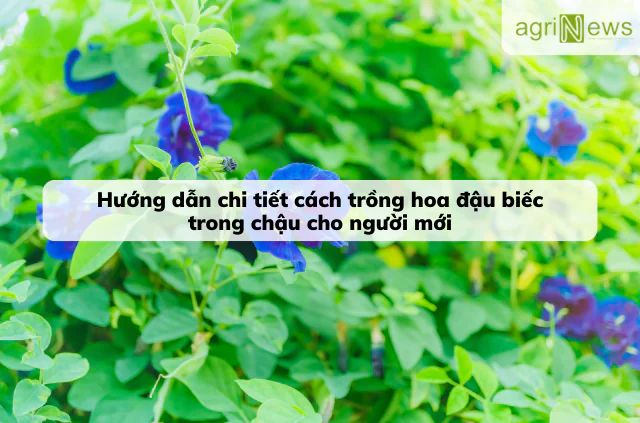 Bật mí chi tiết quy trình trồng hoa đậu biếc cho người mới