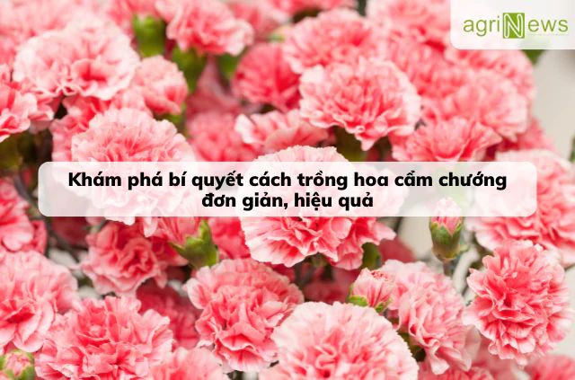 Bật mí quy trình, bí quyết trồng hoa cẩm chướng