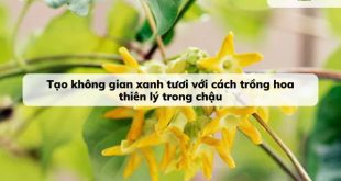 Hoa thiên lý là một loài hoa đẹp, hợp trang trí không gian sống