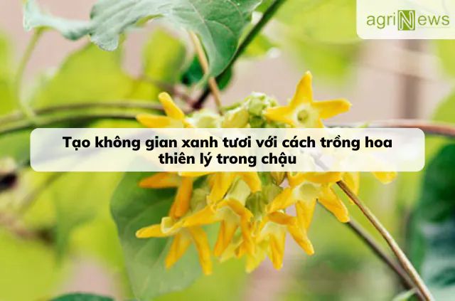 Hoa thiên lý là một loài hoa đẹp, hợp trang trí không gian sống