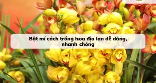 Hướng dẫn bạn cách trồng hoa địa lan dễ dàng