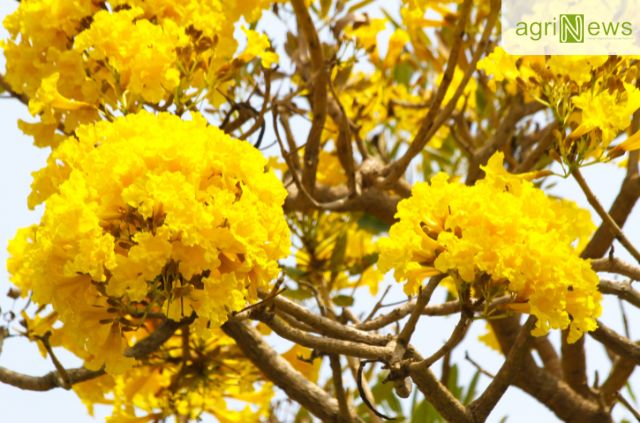 Cây hoa chuông vàng với vẻ đẹp tinh tế và sắc vàng rực rỡ