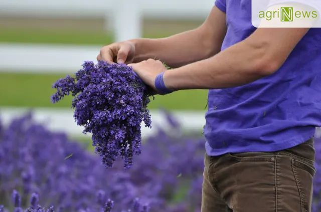 Hoa lavender oải hương thơm kéo dài được ít nhất 2 năm