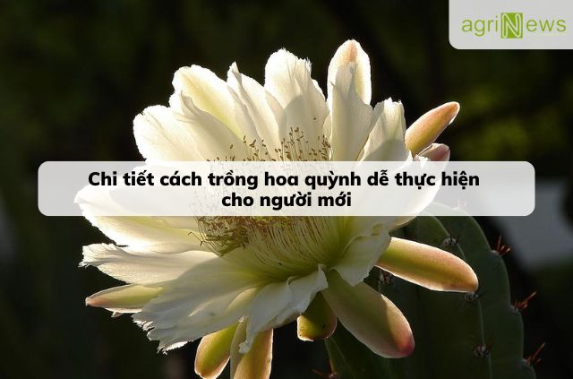 Hướng dẫn cách trồng và cham sóc hoa quỳnh