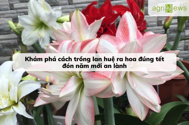 Tìm hiểu cách trồng hoa lan huệ ra đúng dịp Tết