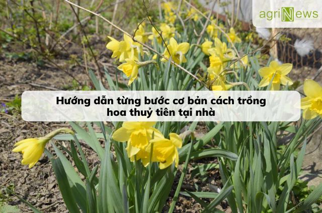 Tìm hiểu kỹ thuật trồng hoa thuỷ tiên tại nhà đơn giản