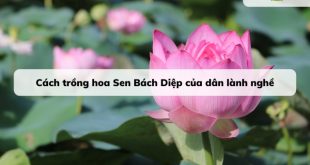 Hoa Sen Bách Diệp là biểu tượng của sự trong sáng và cao quý trong văn hóa Việt Nam.