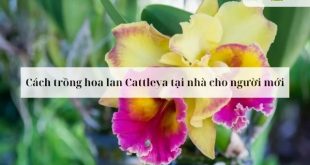 Hoa lan Cattleya, với vẻ đẹp kiêu sa và hương thơm quyến rũ, được mệnh danh là “Nữ hoàng của các loài lan”