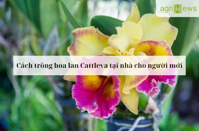 Hoa lan Cattleya, với vẻ đẹp kiêu sa và hương thơm quyến rũ, được mệnh danh là “Nữ hoàng của các loài lan”