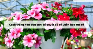 Cách trồng hoa dừa cạn: Bí quyết để có vườn hoa rực rỡ