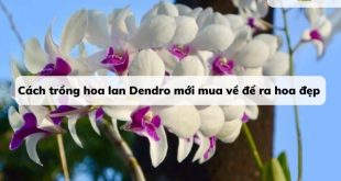 Cách trồng hoa lan Dendro mới mua về để ra hoa đẹp