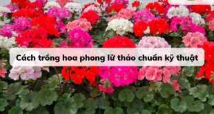 Cách trồng hoa phong lữ thảo chuẩn kỹ thuật