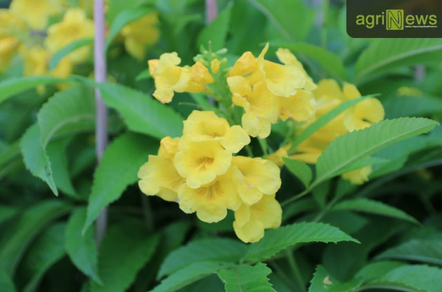 Cây huỳnh liên hoa vàng có tên khoa học là Tecoma stans, thuộc họ Bignoniaceae