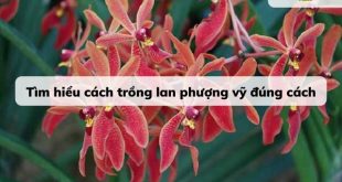 Tìm hiểu cách trồng lan phượng vỹ đúng cách